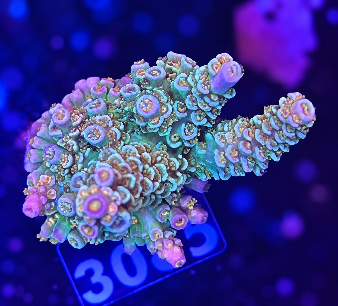 FMC Acropora tenuis