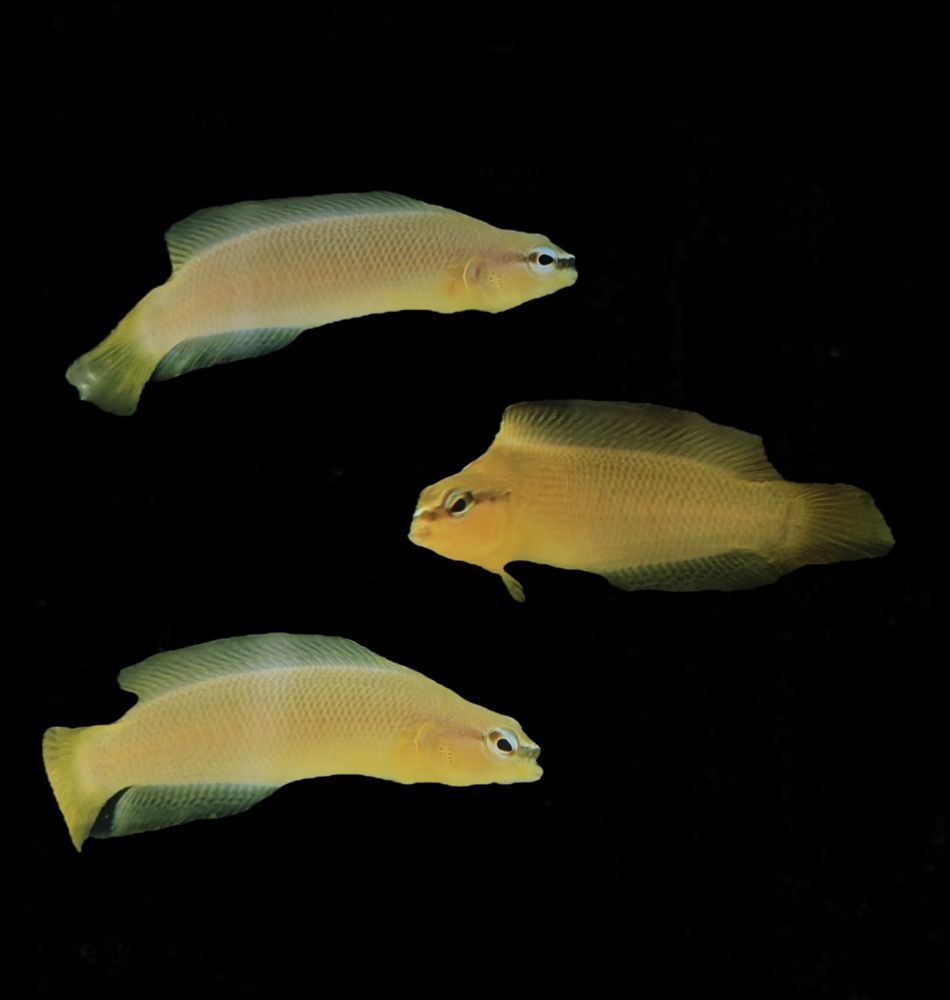 Pseudochromis leucorhynchus - Weißnasen Zwergbarsch 3-5cm NZ