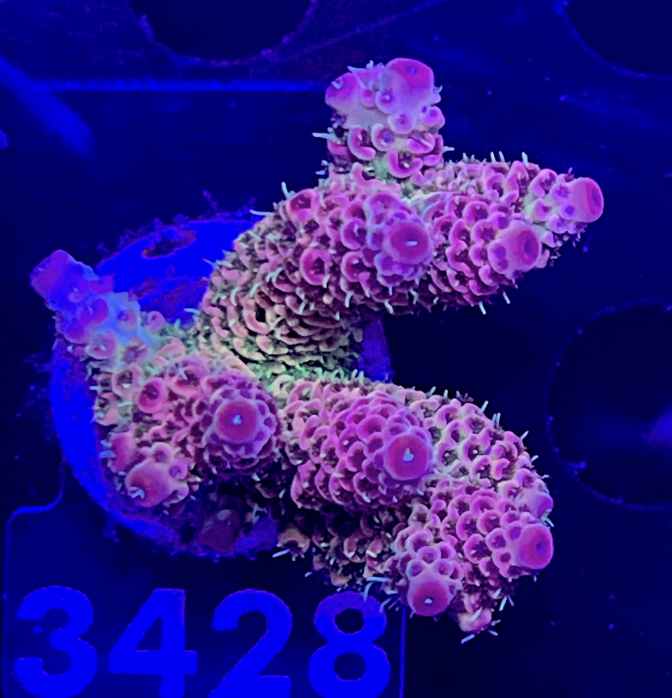 FMC Acropora millepora red green polyps