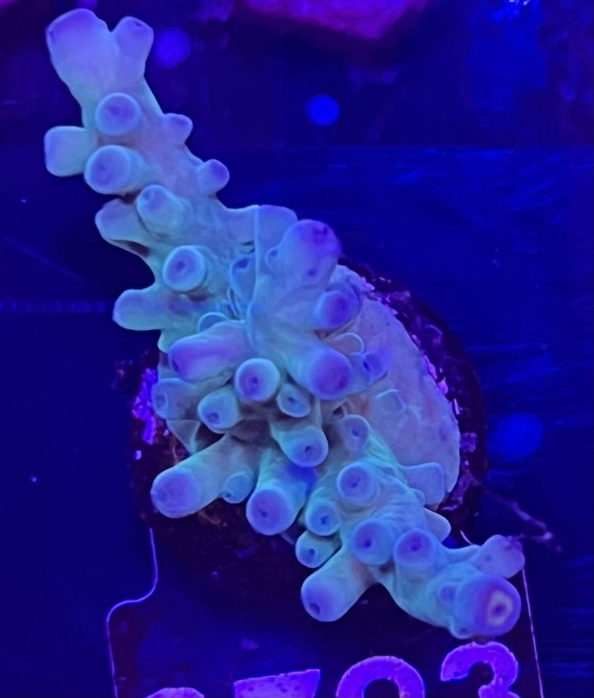 FMC Acropora austera Yellow Tip