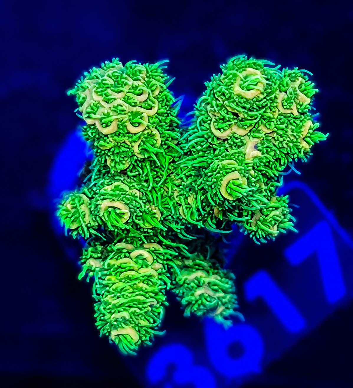 FMC Acropora millepora green