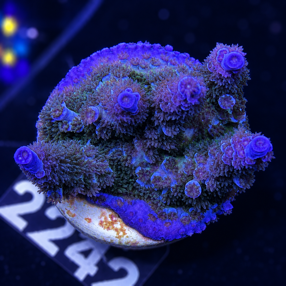 SciReef Acropora kenti Grade 2 Twin