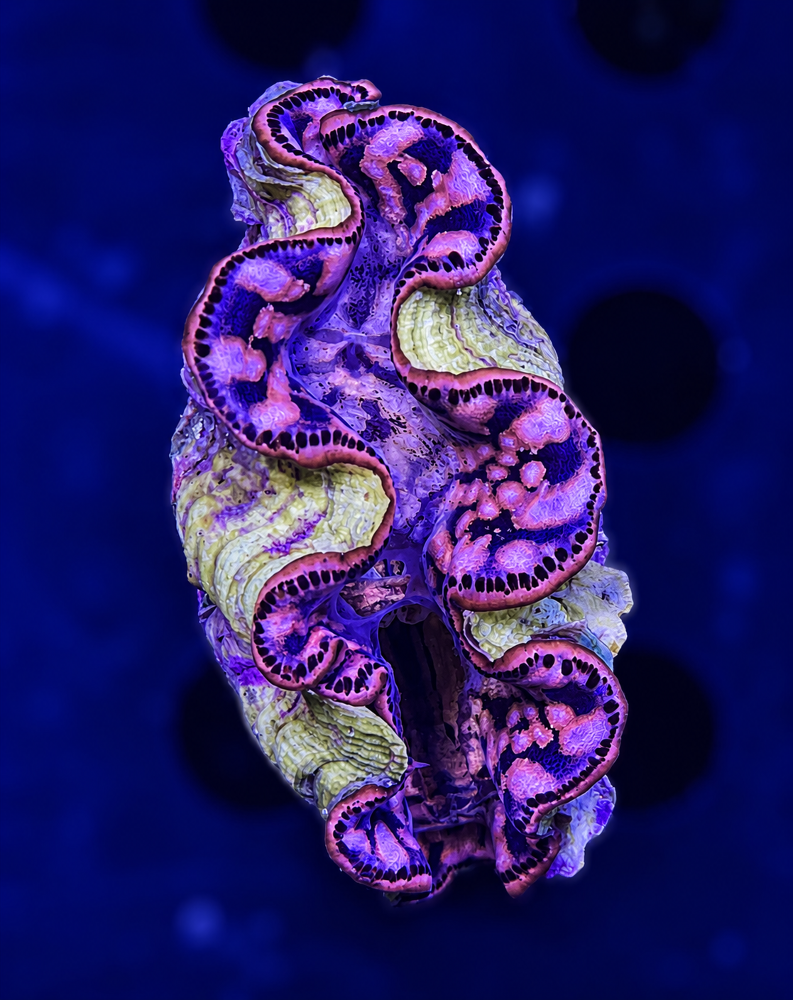 FMC Tridacna maxima