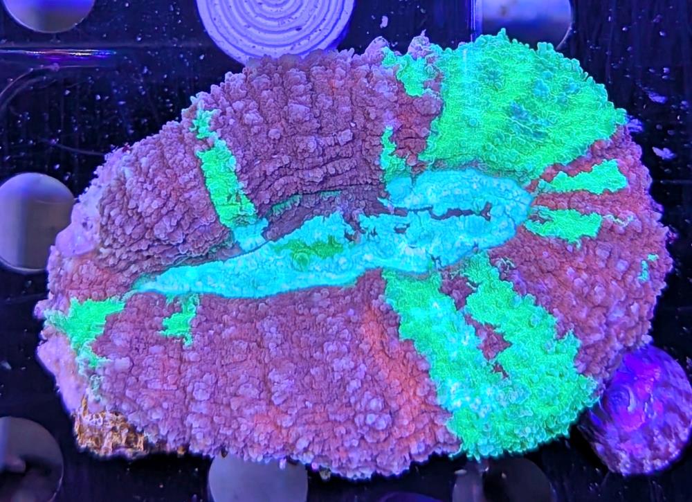 FMC Lobophyllia Red & Green