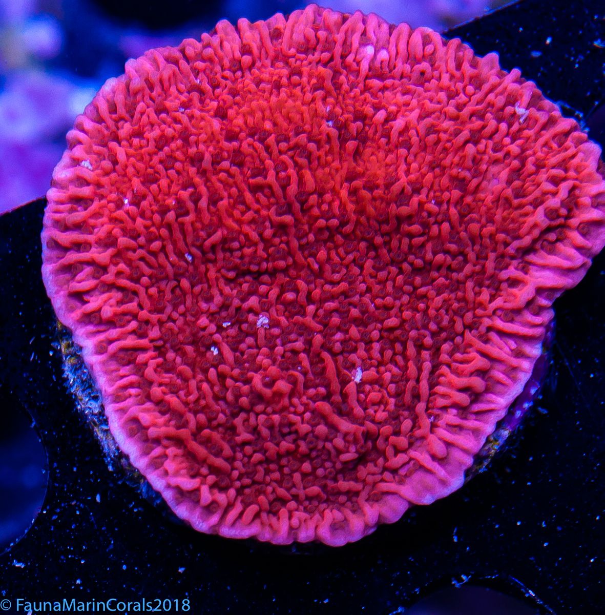 FMC Montipora Plating Red V  Ø ca. 6-8 cm