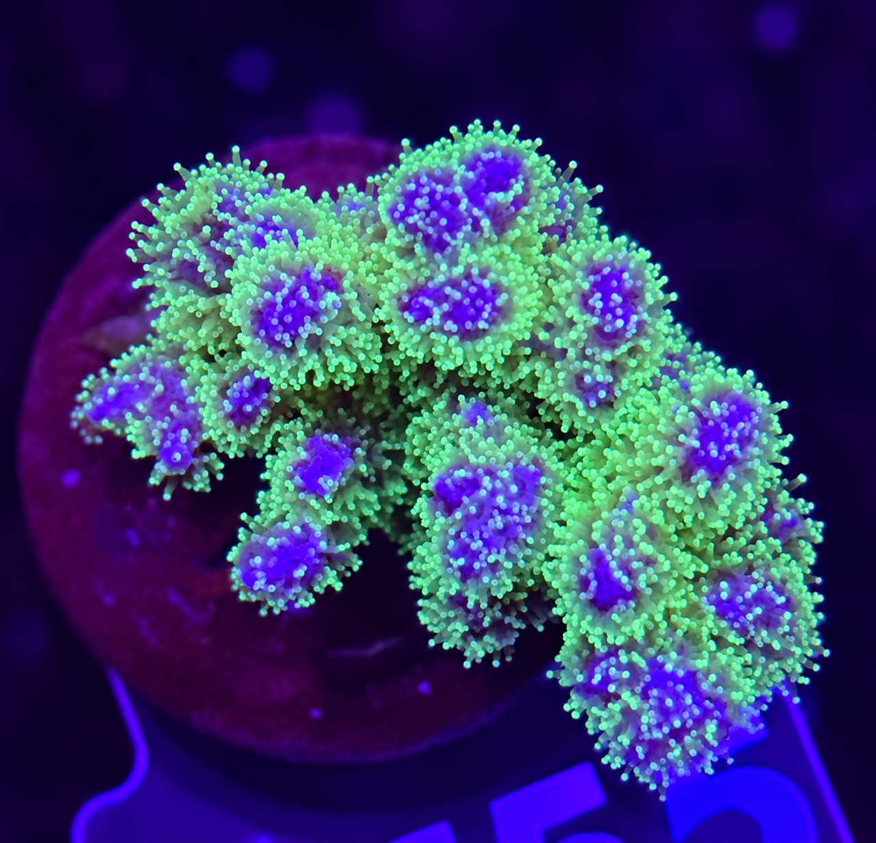 FMC Pocillopora tricolor