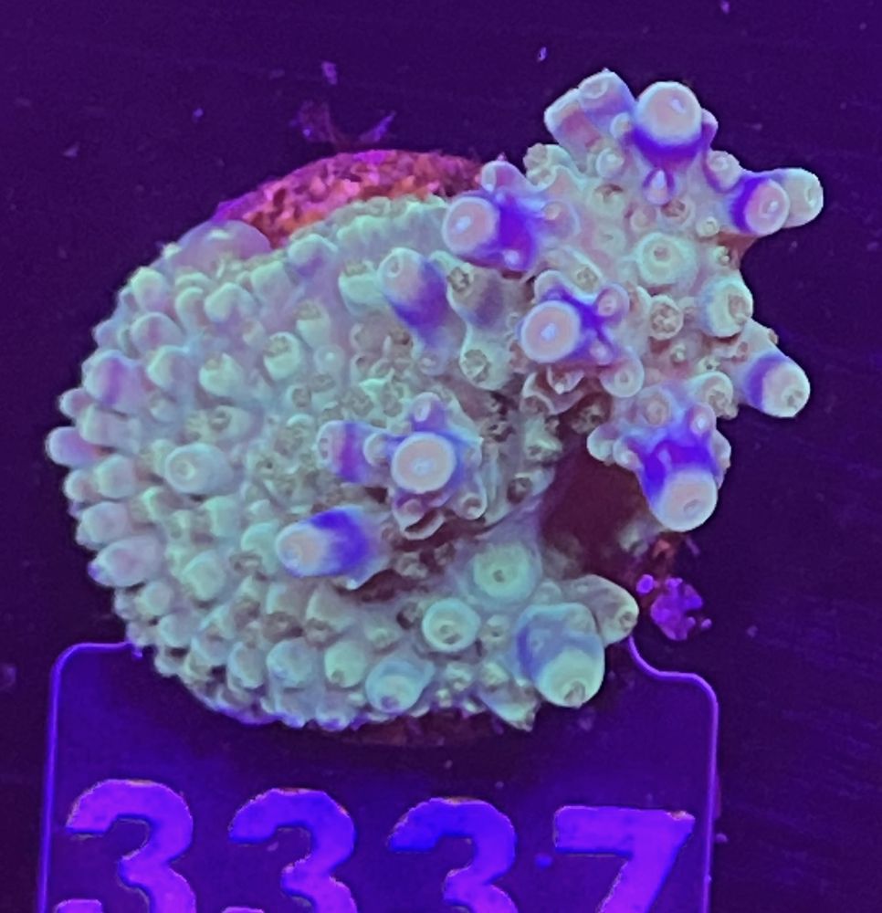 FMC Acropora valida purple tip