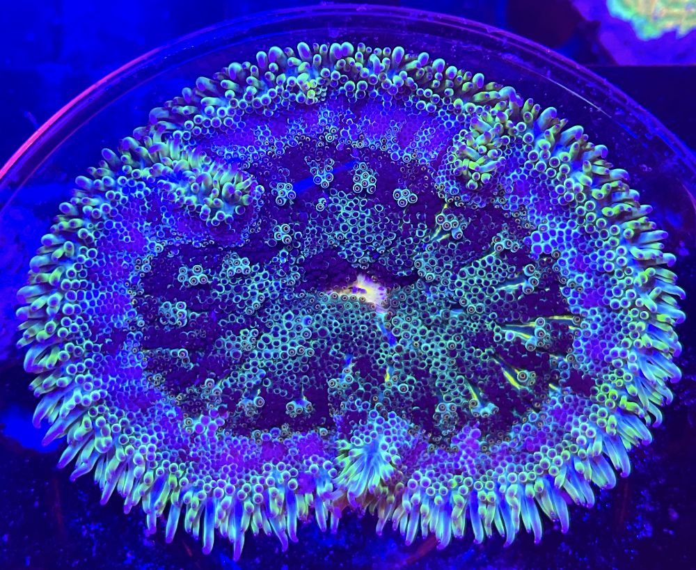 FMC Stichodactyla tapetum