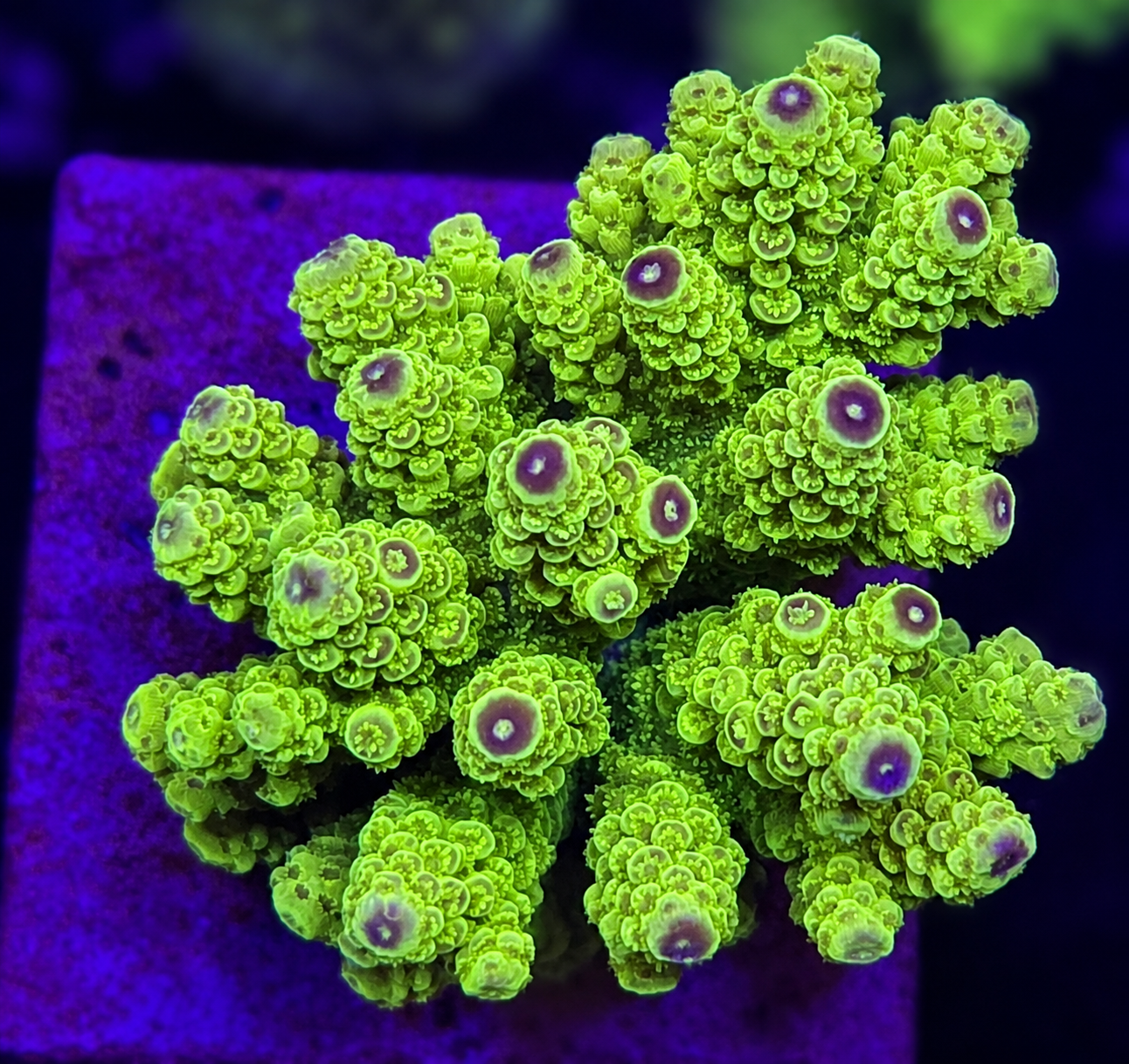 FMC Acropora florida