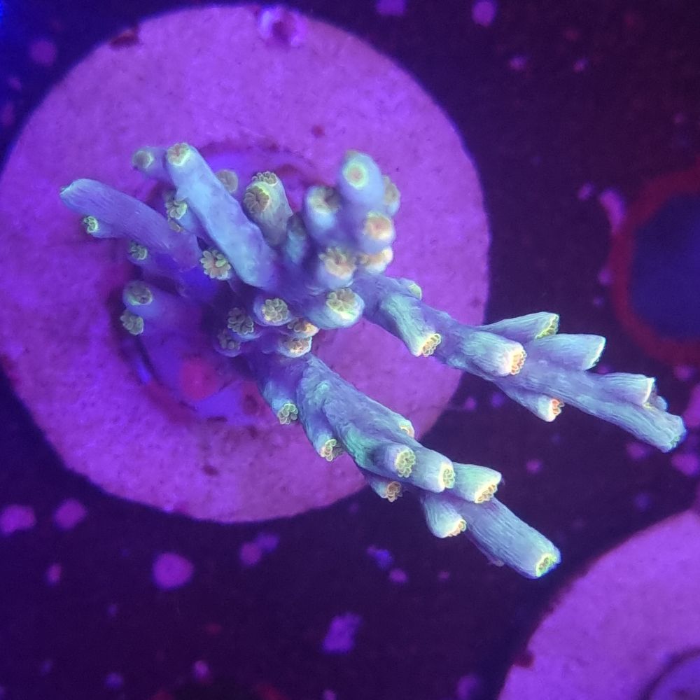 FMC Acropora speciosa