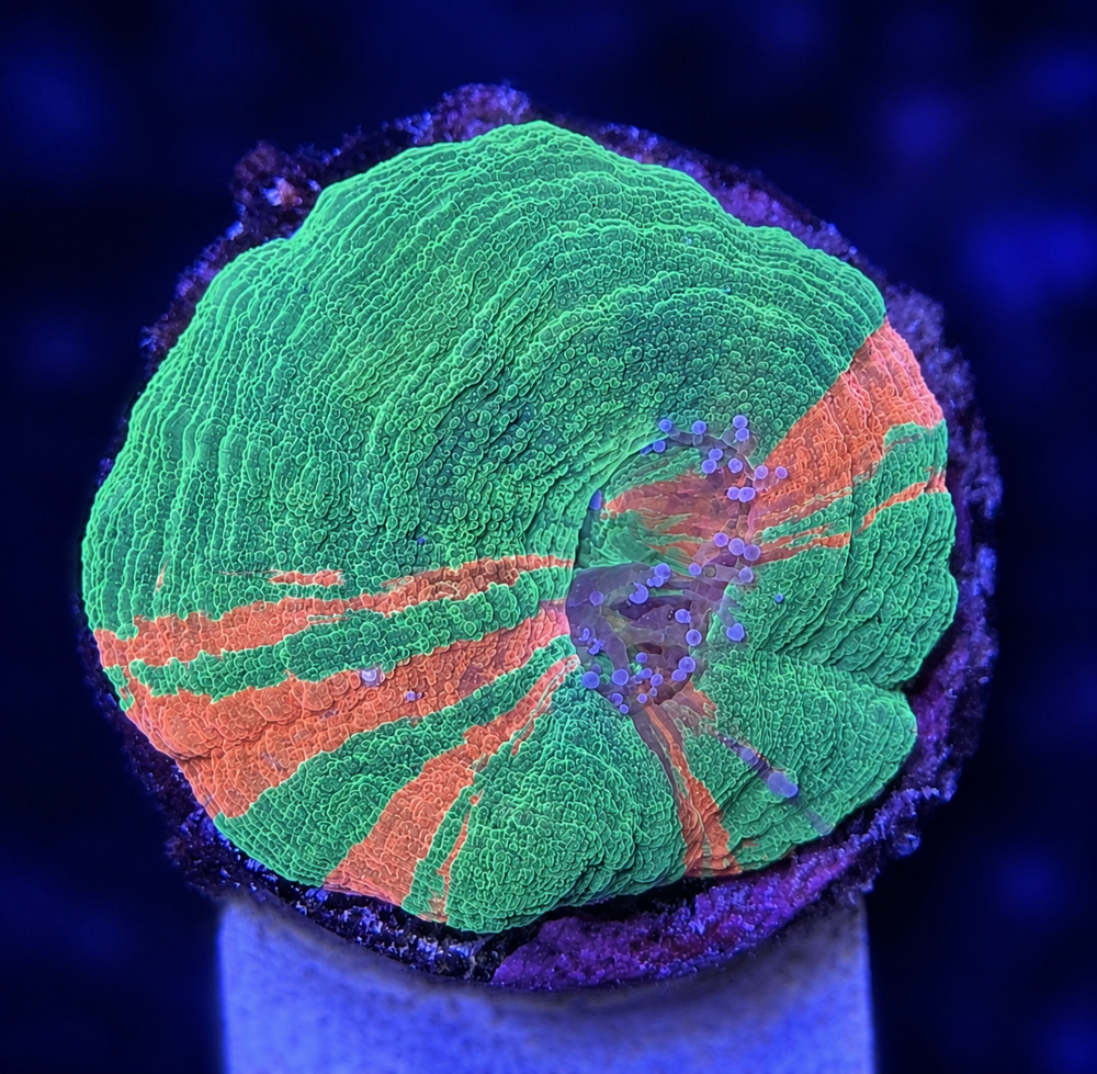 FMC Scolymia australis Bleeding Apple