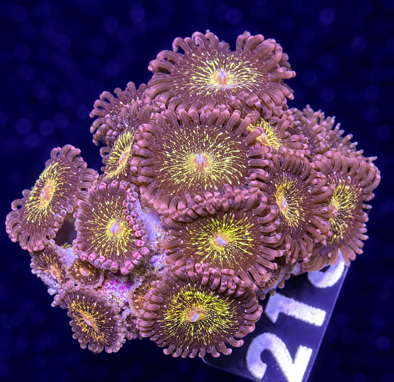 FMC Zoanthus Fairy muncher