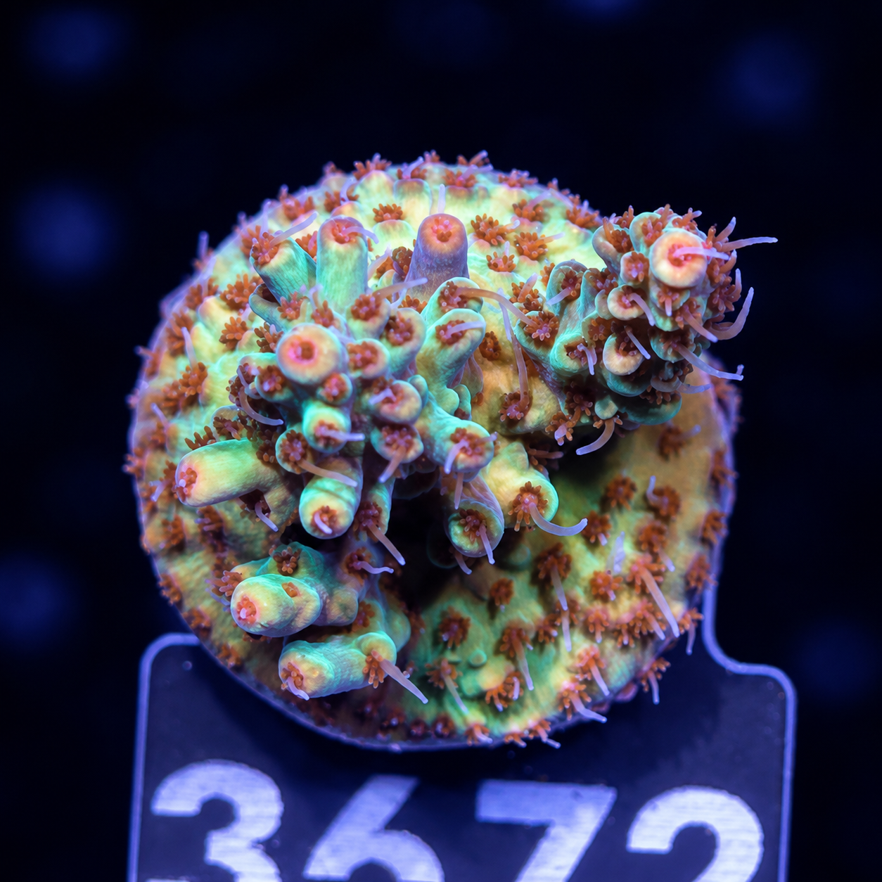 FMC Acropora microclados Strawberry Shortcake
