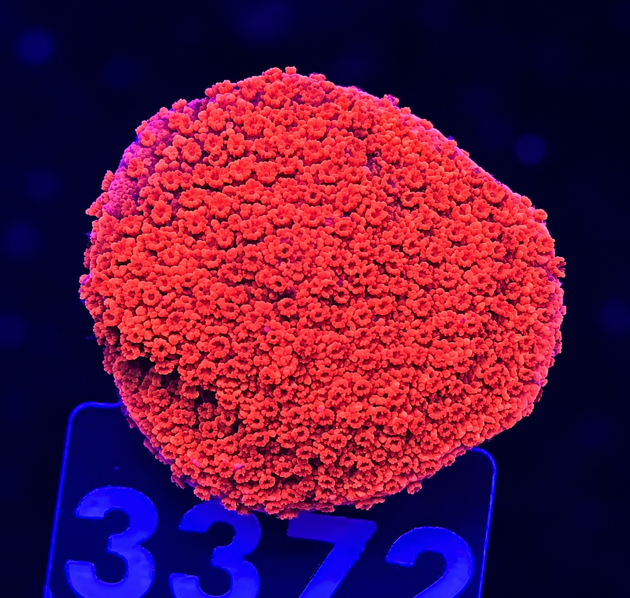 FMC Montipora Aussi Super Red