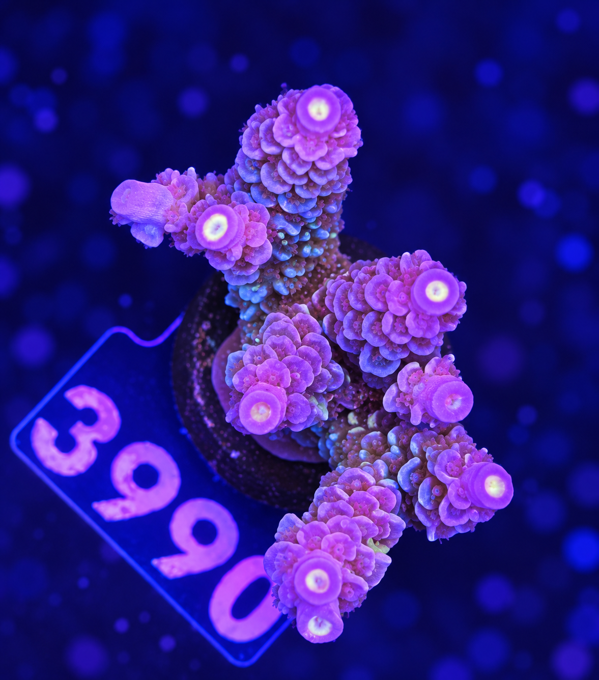 FMC Acropora tenuis pink