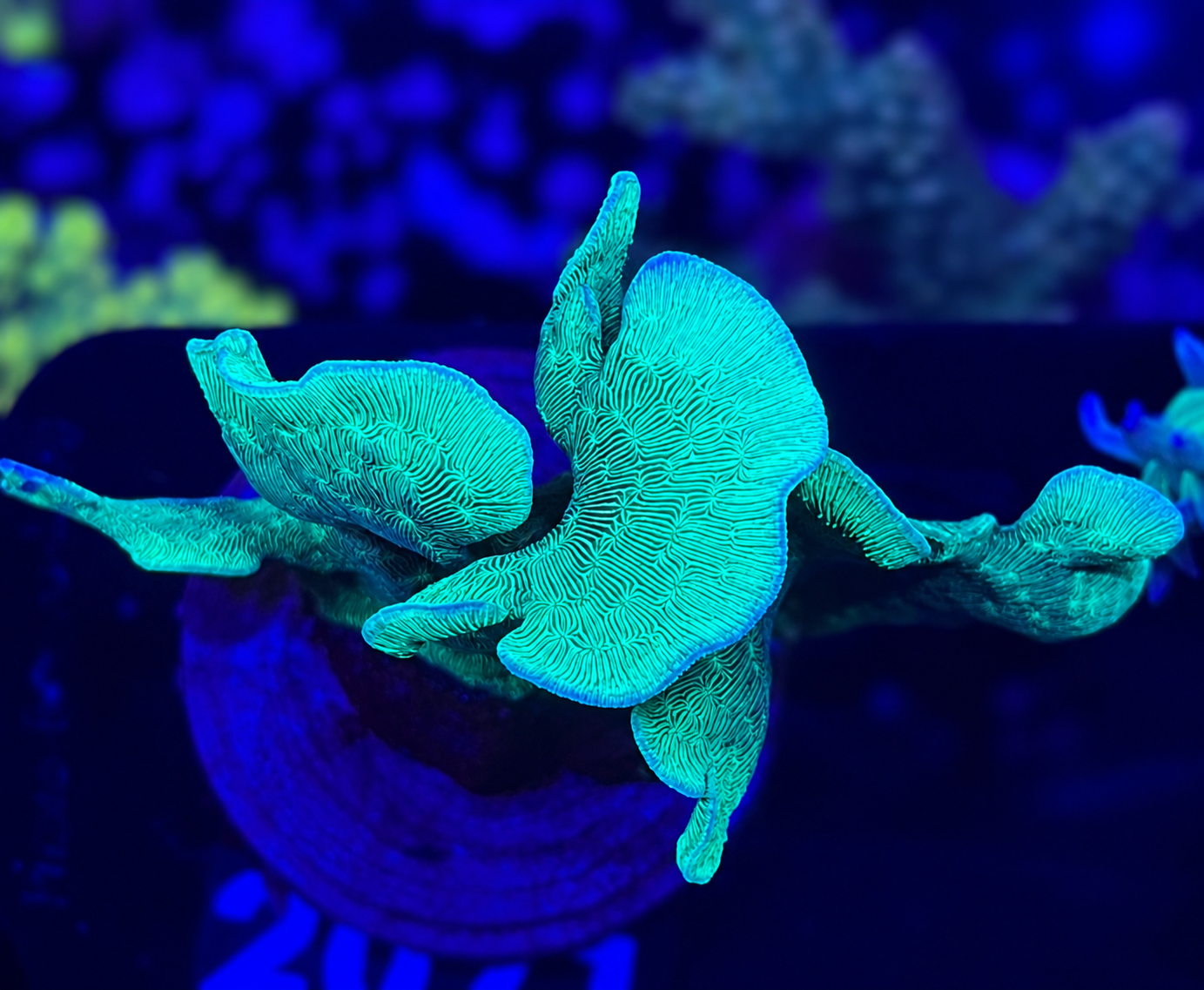 FMC Pavona Cactus green