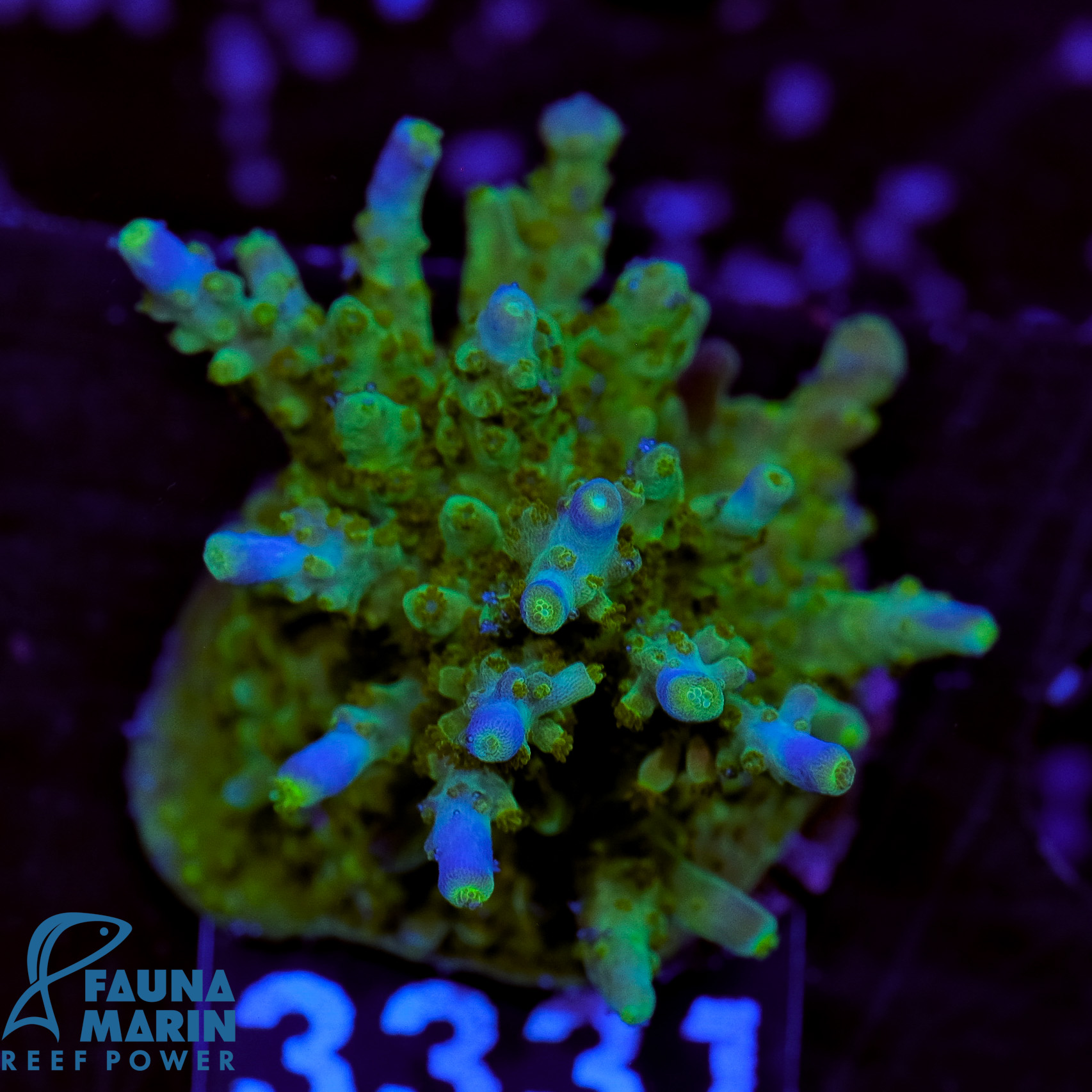 FMC Acropora valida V
