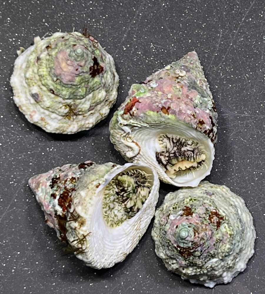 Tectus fenestratus - Algenschnecke