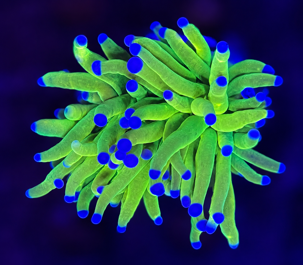 FMC Euphyllia glabrescens Holy Grail