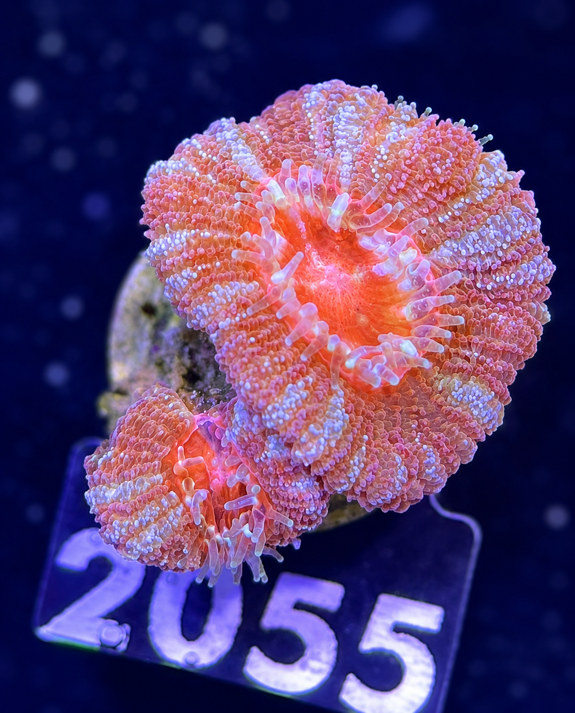 FMC Micromussa lordhowensis