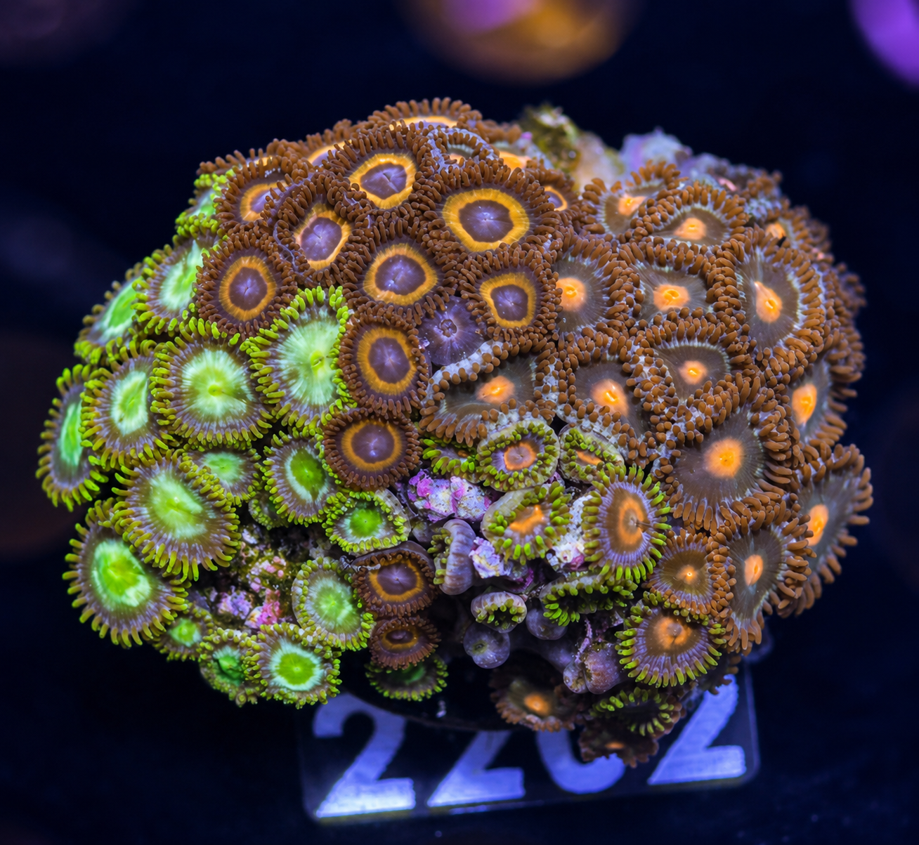 FMC Zoanthus mixed Stone
