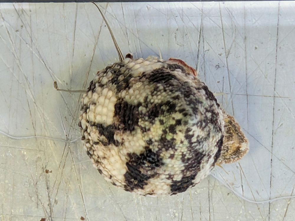 Trochus maculatus - Gefleckte Kegelschnecke