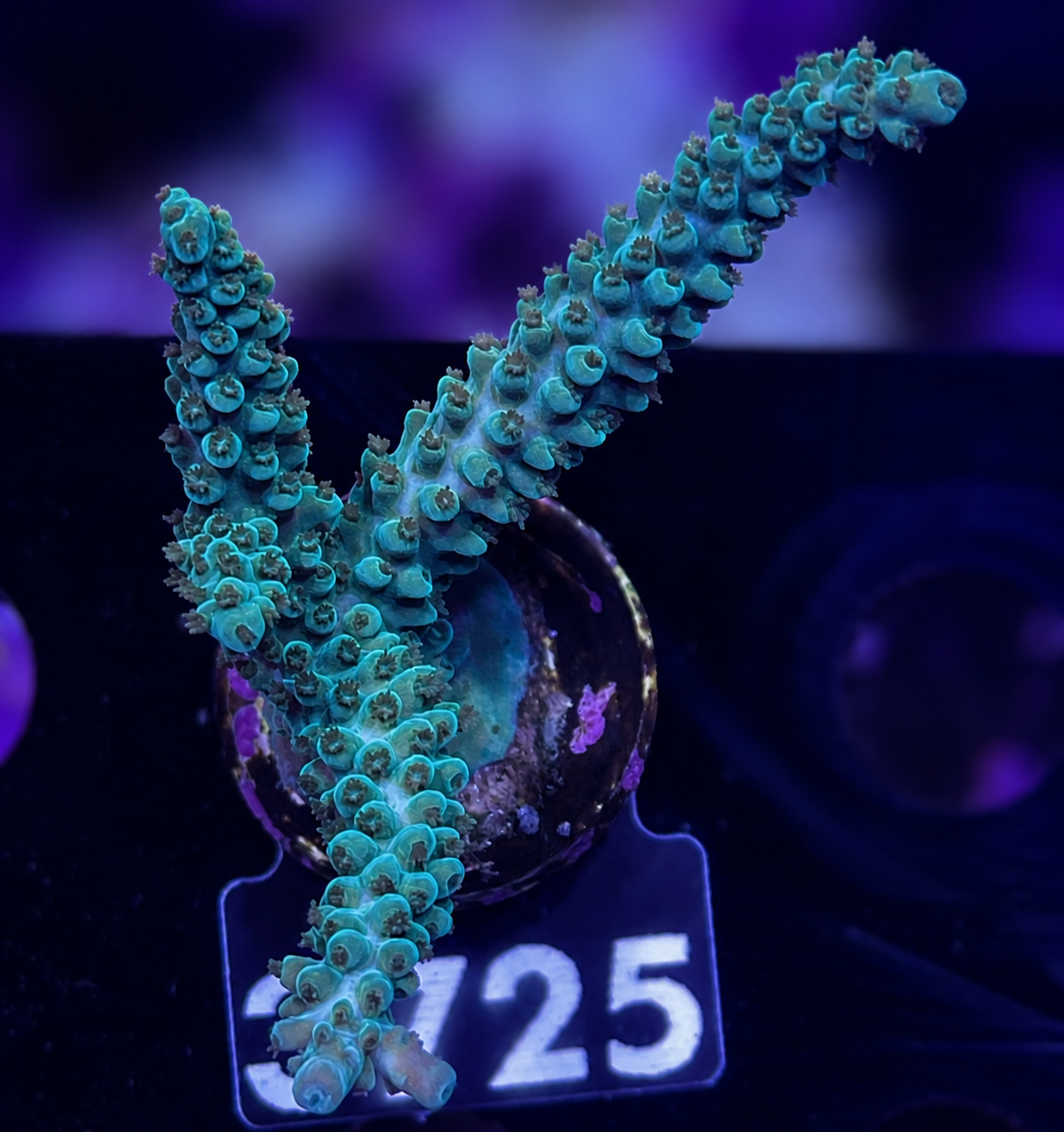 FMC Acropora staghorn green