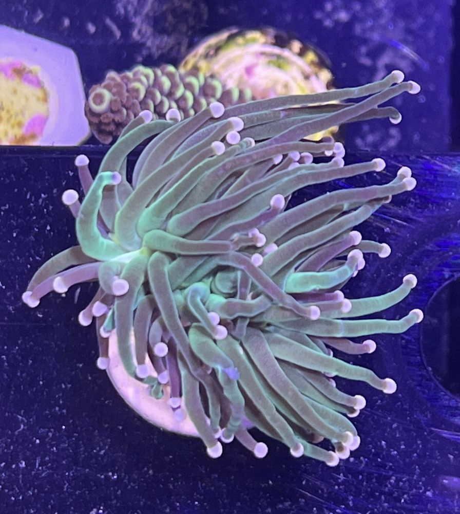 FMC Euphyllia glabrescens pink tips V