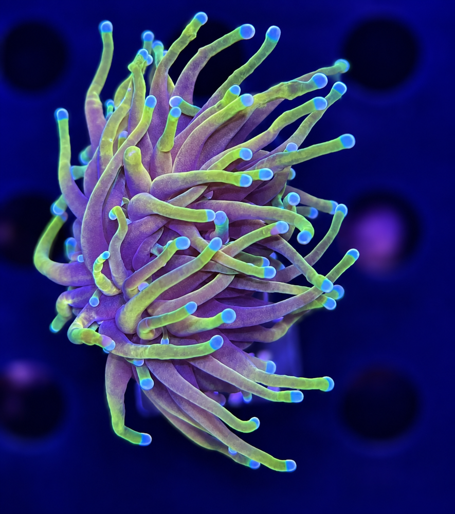 FMC Euphyllia glabrescens Golden Torch V