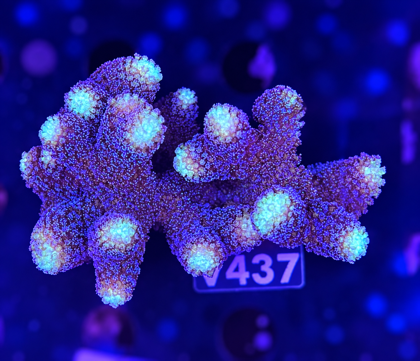 FMC Stylophora Milka L Frag