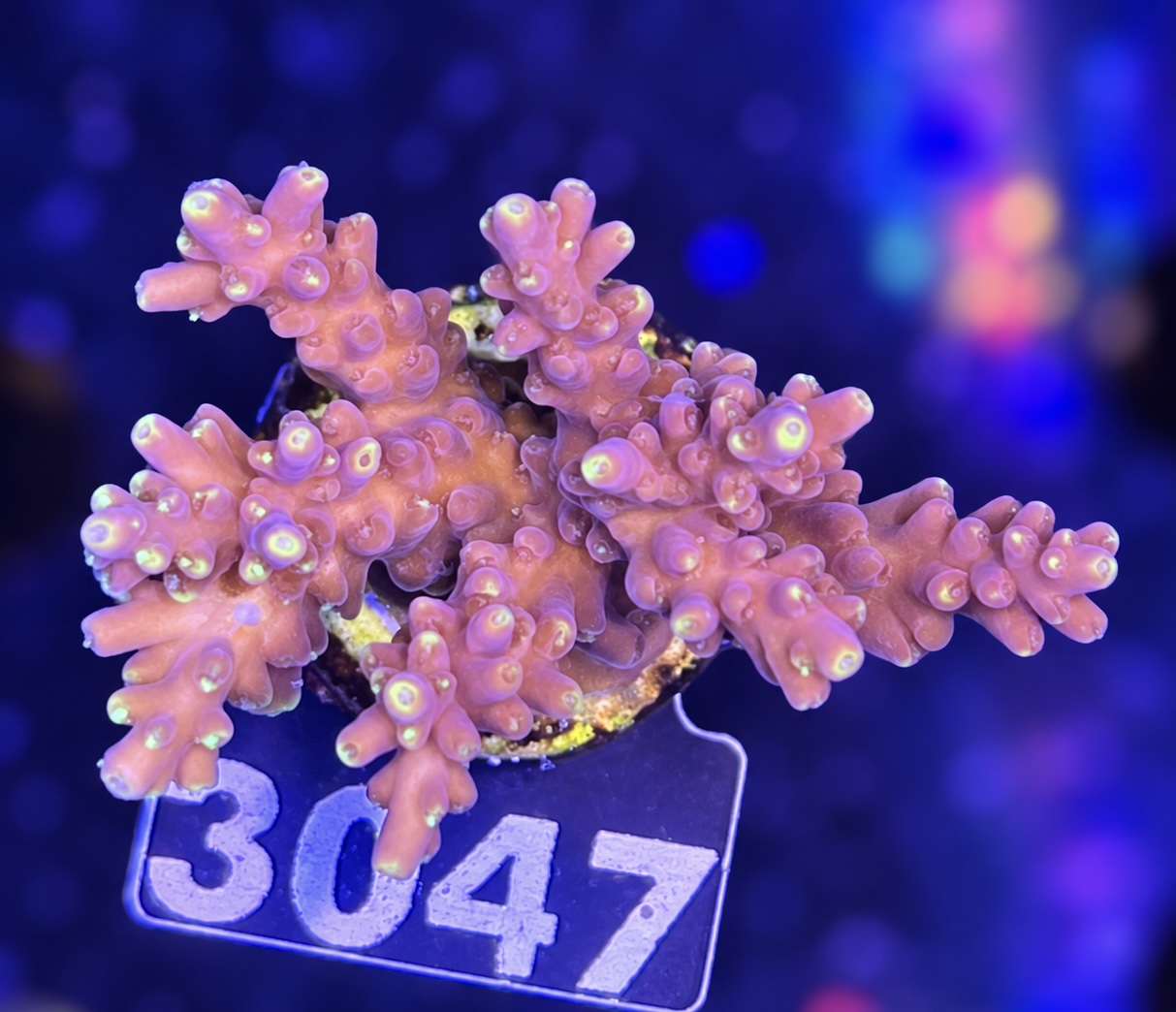 FMC Acropora latistella Bali Shortcake