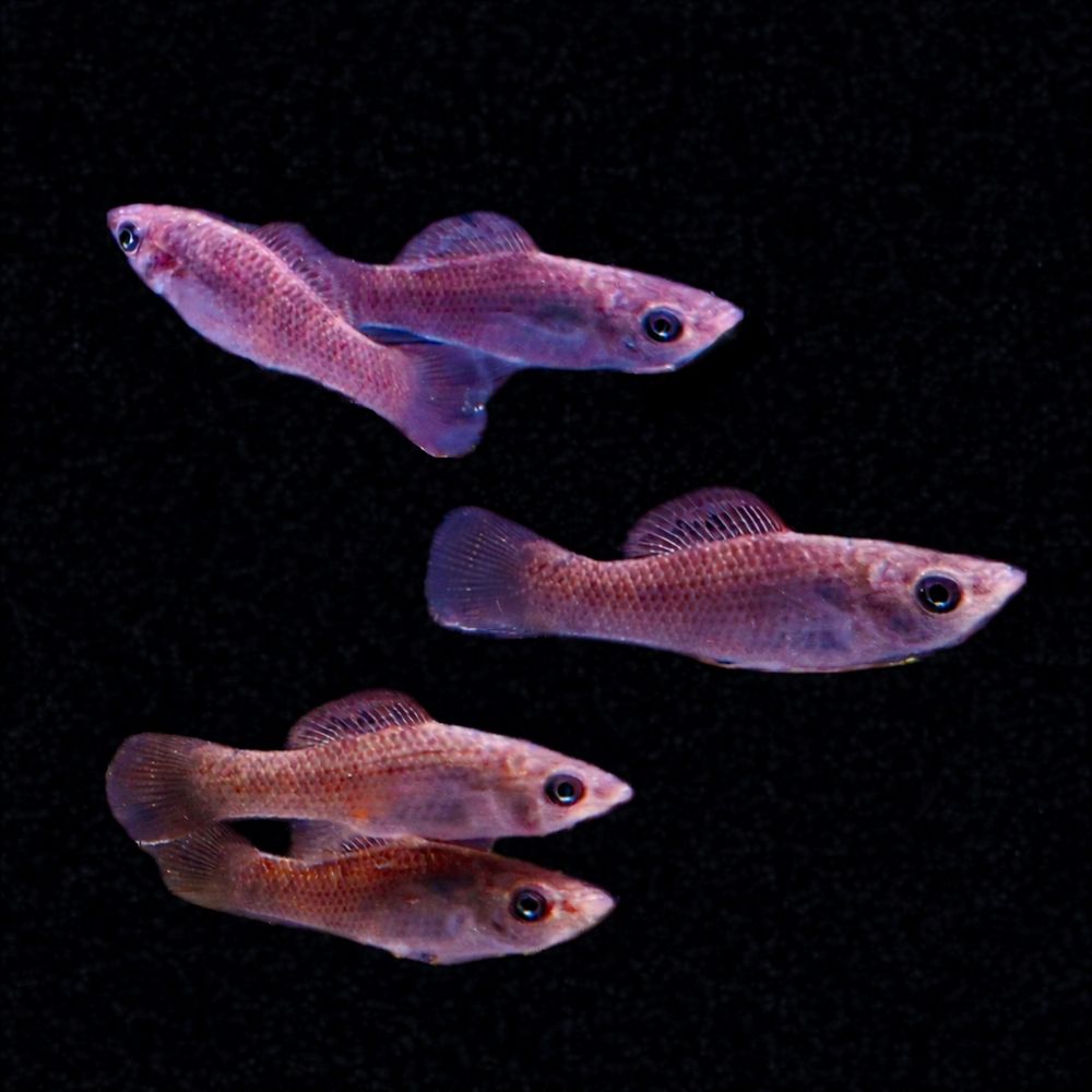 Poecilia velifera - Segelkärpfling 4-5 cm (NZ Salzwasser)