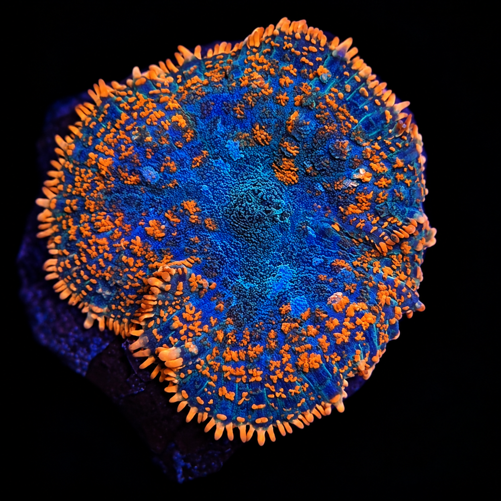 FMC Rhodactis V