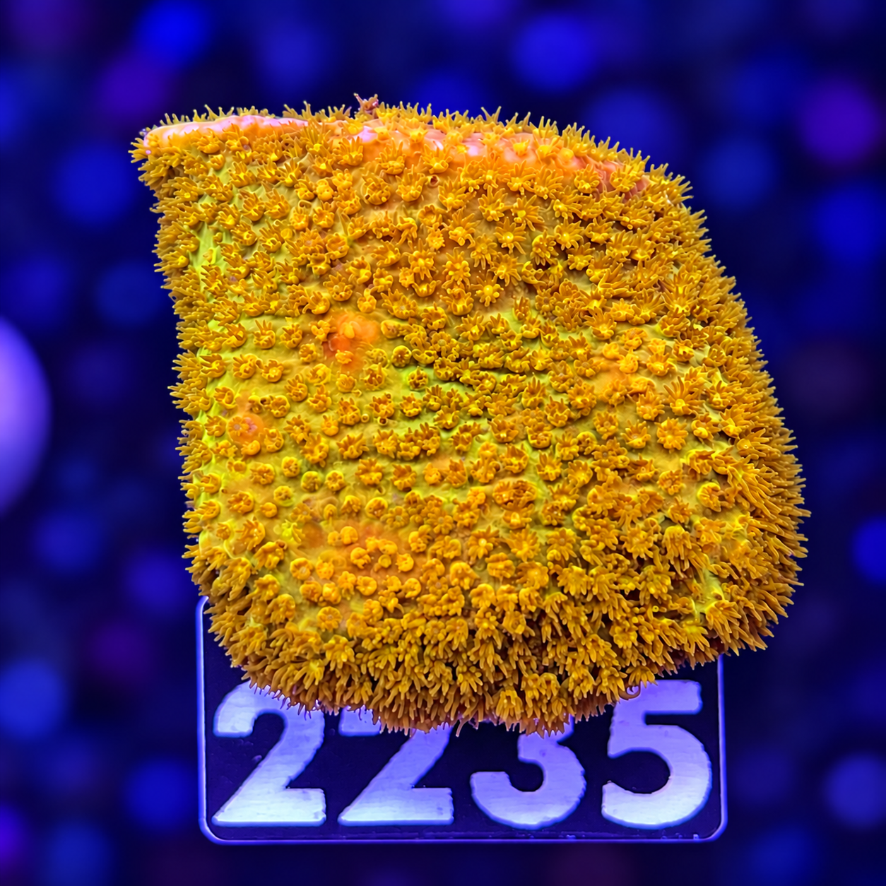 FMC Stylocoeniella 24k