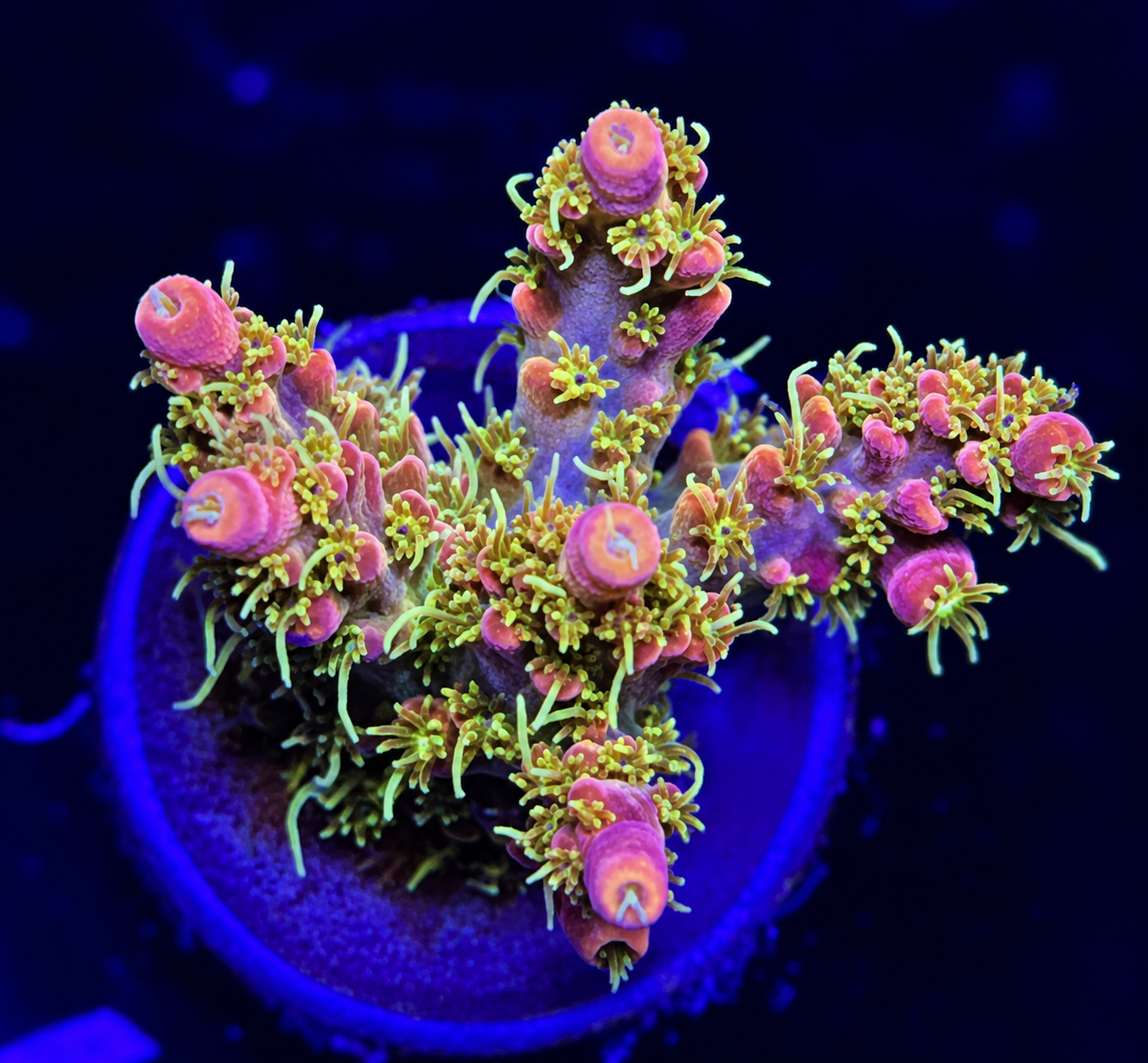 FMC Acropora vividis confetti pink