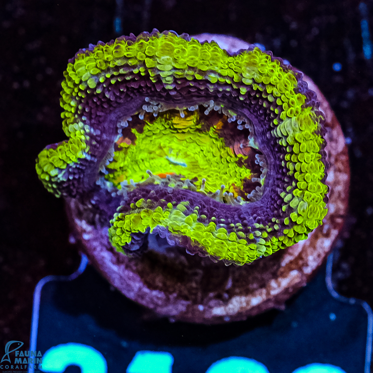 FMC Micromussa lordhowensis Green Ring