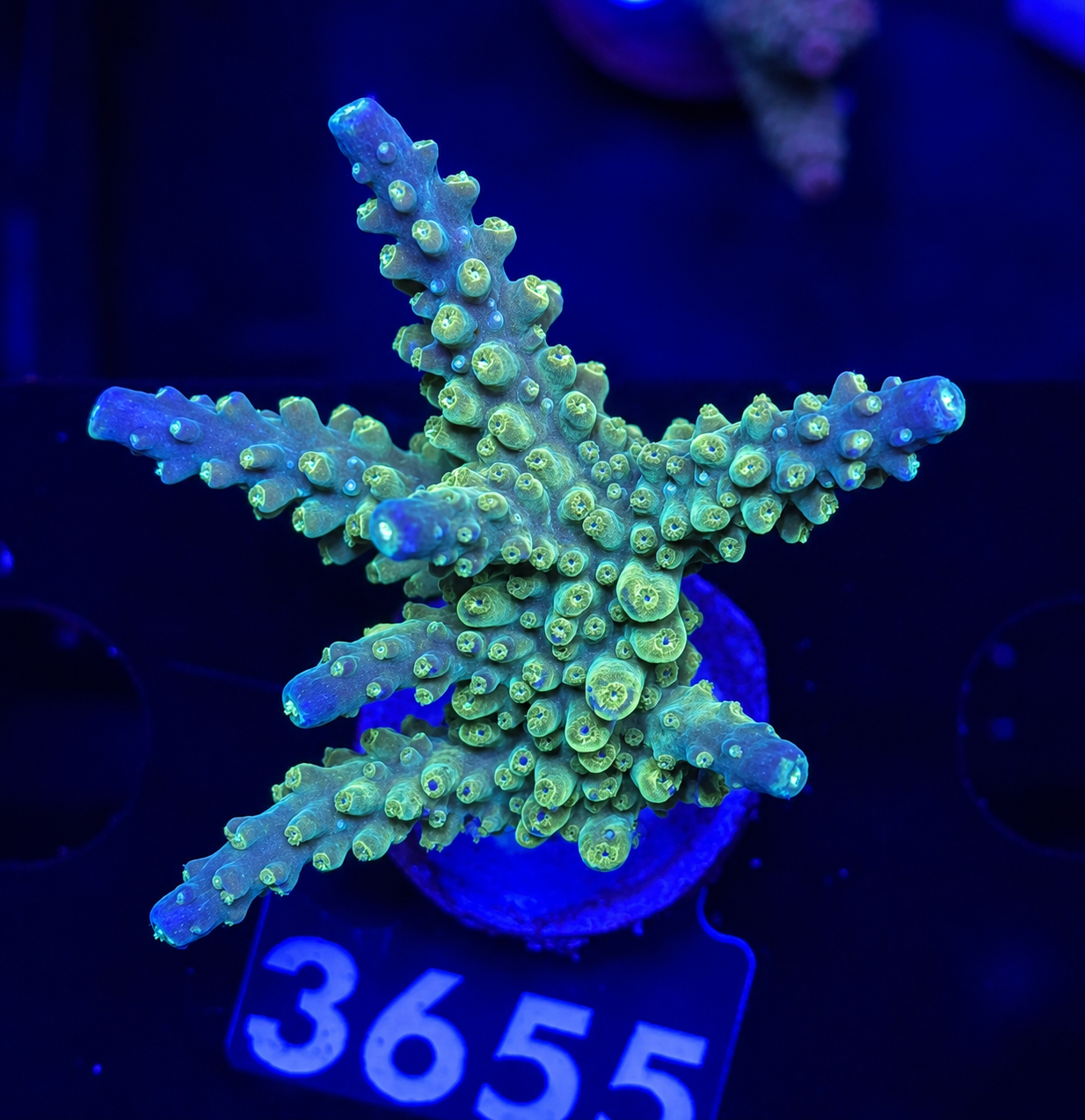 FMC Acropora secale Joker