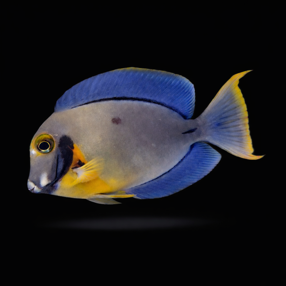 Acanthurus pyroferus - Schokoladen Doktorfisch
