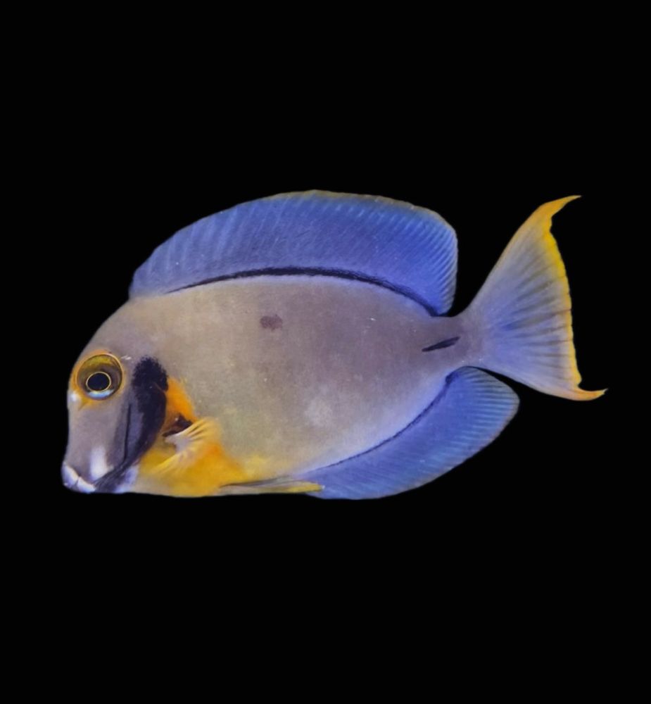 Acanthurus pyroferus - Schokoladen Doktorfisch