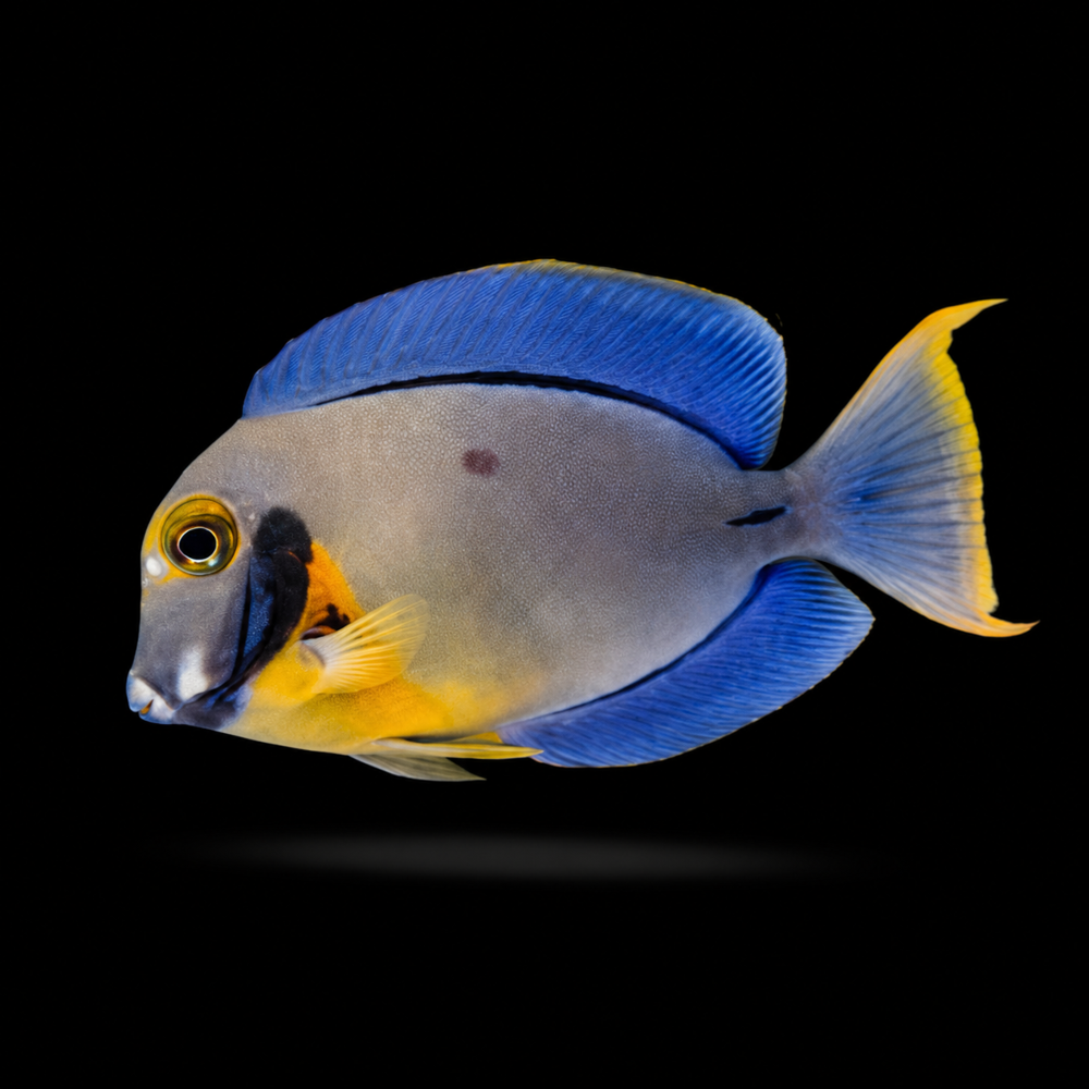 Acanthurus pyroferus - Schokoladen Doktorfisch