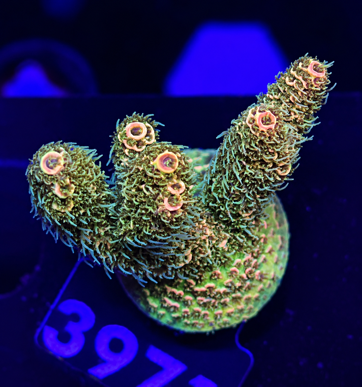 FMC Acropora millepora hairy green