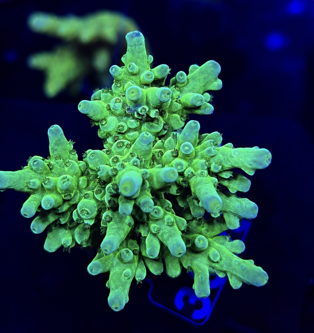 FMC Acropora austera Ultra Green