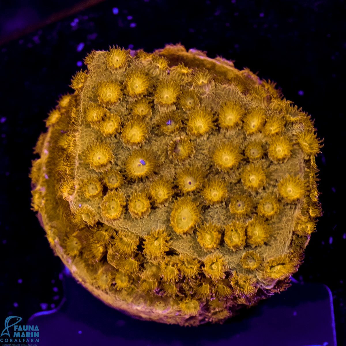 FMC Cyphastrea Fender Bender Orange FMC Cyphastrea Fender Bender Orange