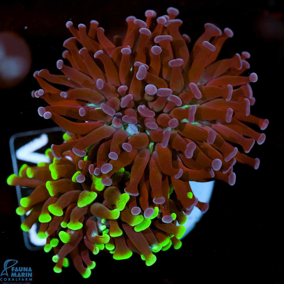 FMC Euphyllia paraancora Double V