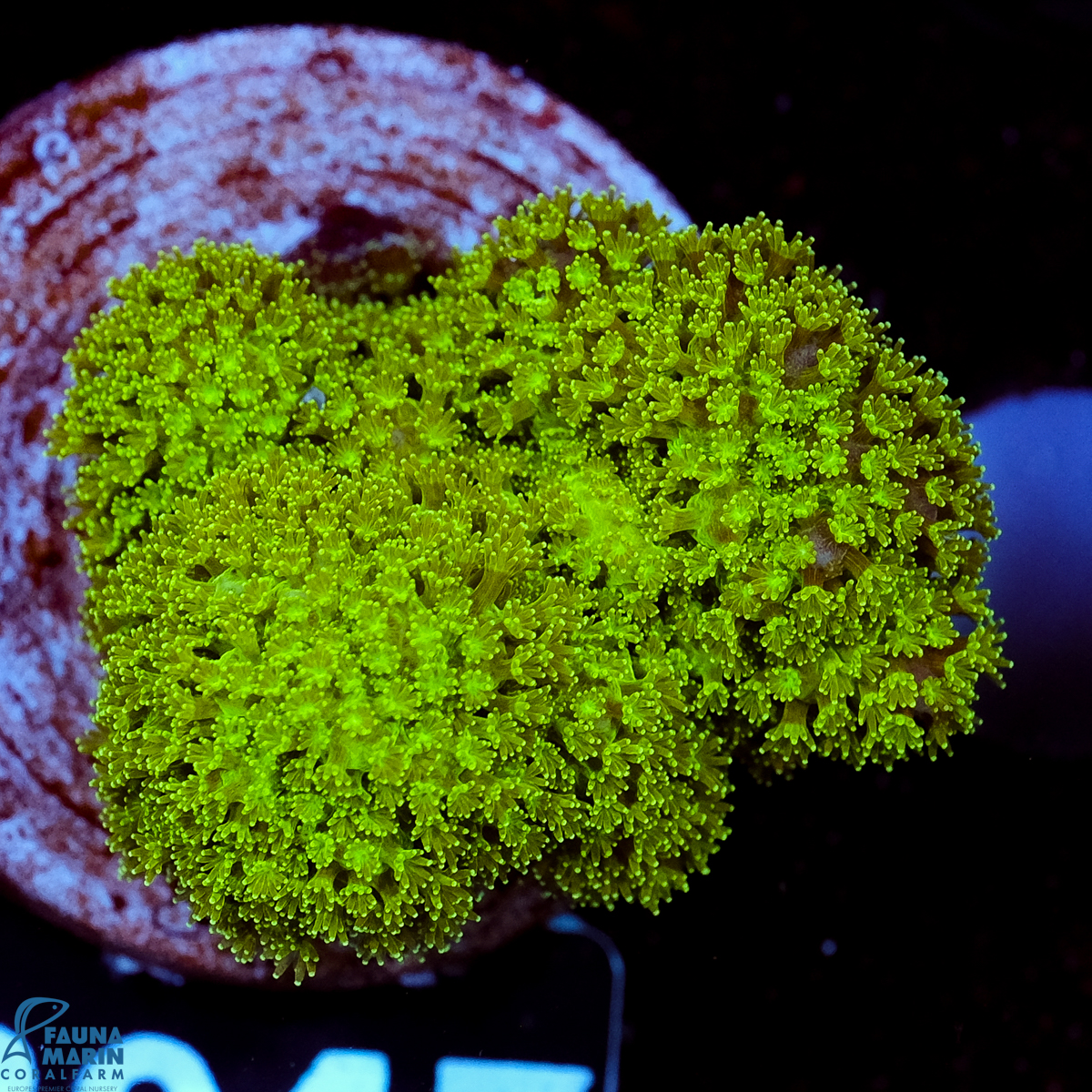 FMC Pocillopora Green