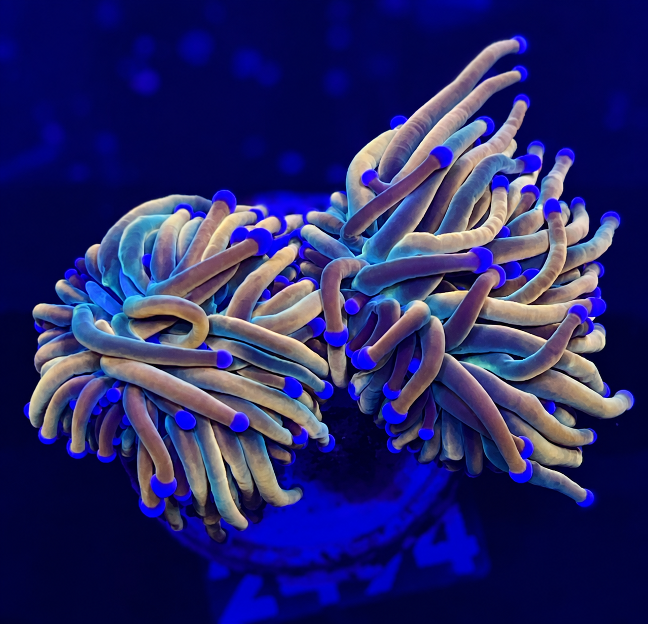 FMC Euphyllia glabrescens Dragonsoul Torch