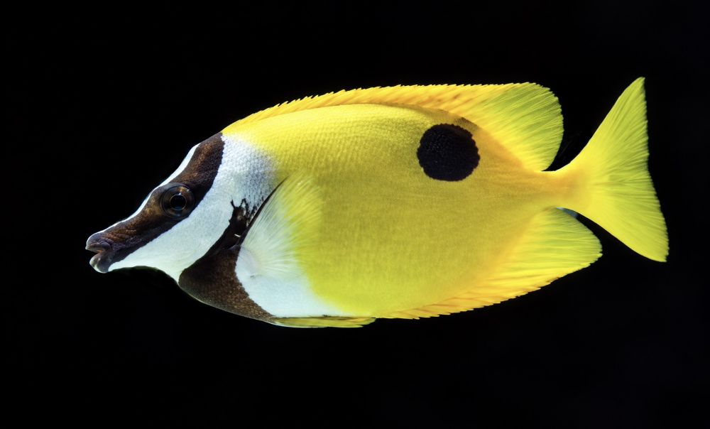Siganus unimaculatus – Einfleck-Fuchsgesicht