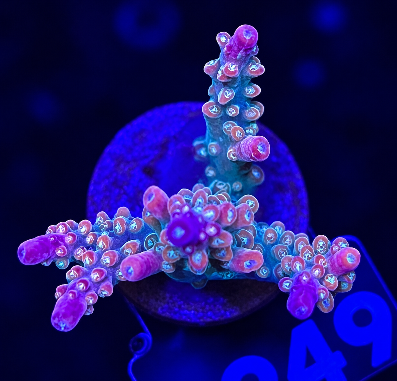 FMC Acropora divaricata Mango Garden