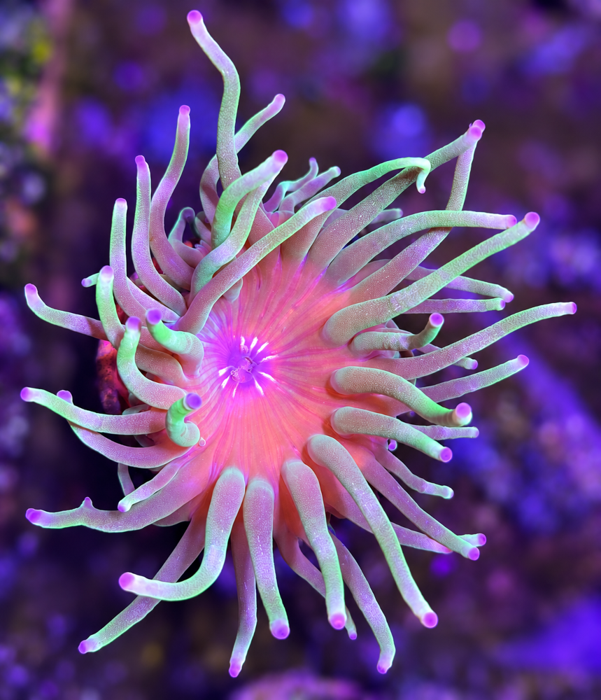 FMC Condylactis gigantea