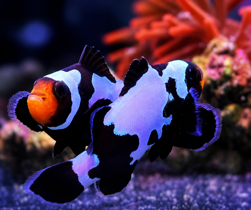 Amphiprion ocellaris - "Black Snowflake"  NZ